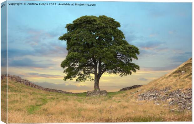 Sycamore gap & hadrians wall Canvas Print by Andrew Heaps