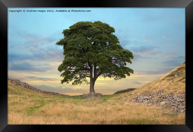 Sycamore gap & hadrians wall Framed Print by Andrew Heaps