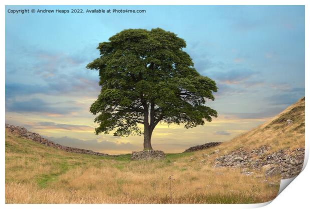 Sycamore gap & hadrians wall Print by Andrew Heaps