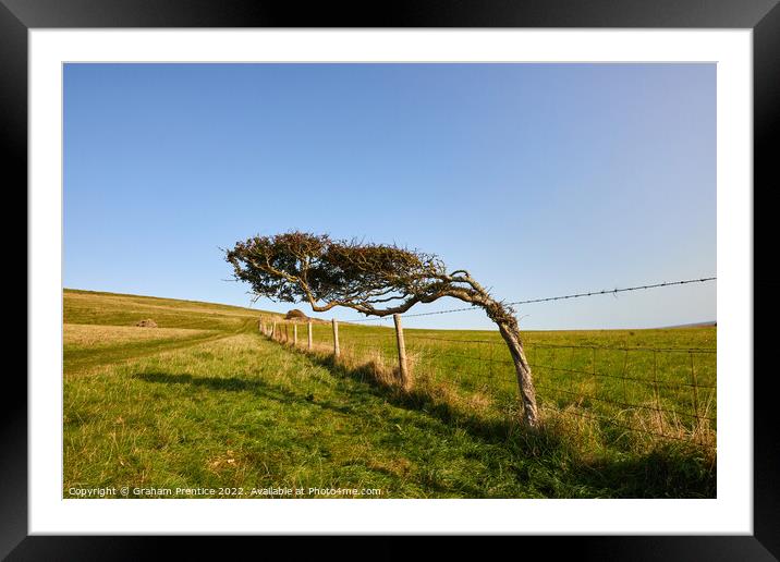 Windswept Tree Framed Mounted Print by Graham Prentice