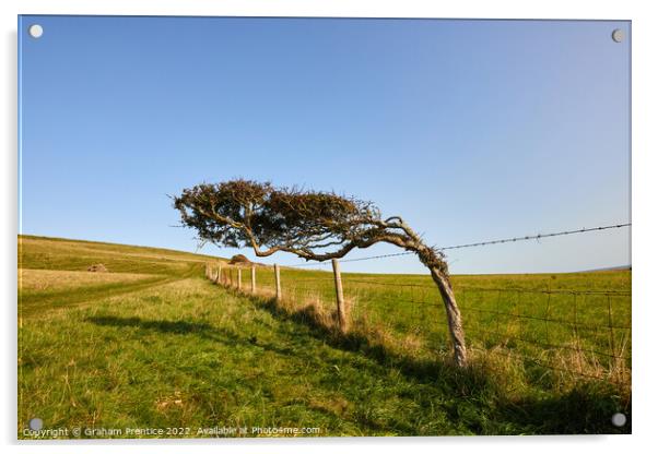 Windswept Tree Acrylic by Graham Prentice