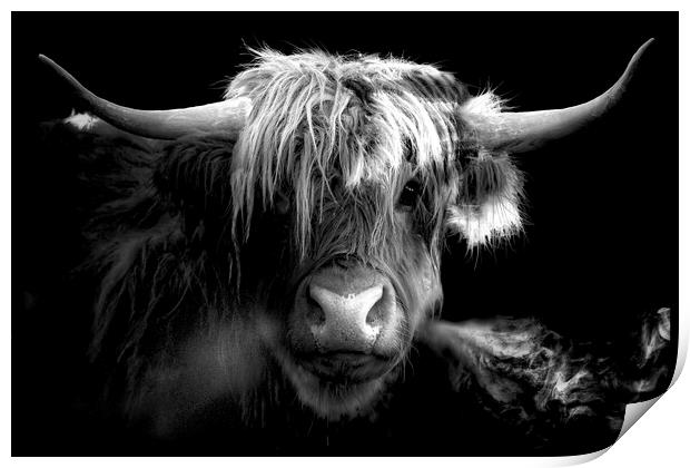 Scottish Highland Cow Print by Alison Chambers