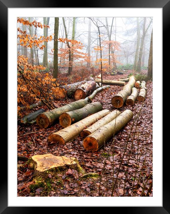 Logs lying on the ground in a woodland winter scene Framed Mounted Print by Joy Walker