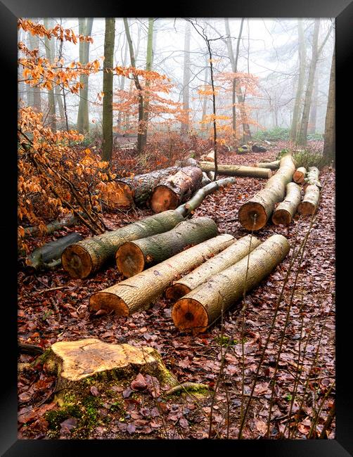 Logs lying on the ground in a woodland winter scene Framed Print by Joy Walker