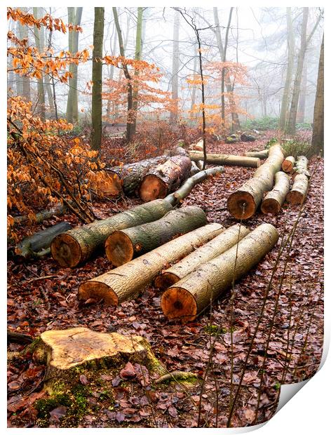 Logs lying on the ground in a woodland winter scene Print by Joy Walker