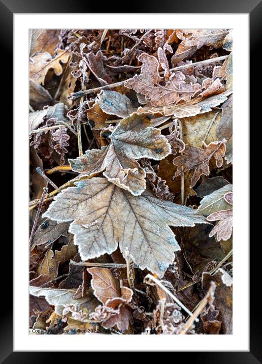 Frosty leaves Framed Mounted Print by Joy Walker