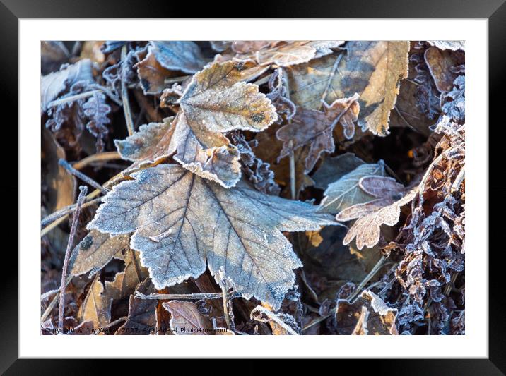 Frosty tree leaves Framed Mounted Print by Joy Walker
