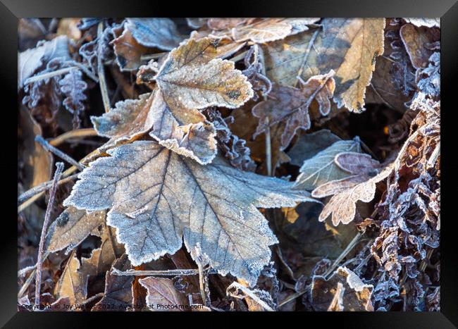 Frosty tree leaves Framed Print by Joy Walker