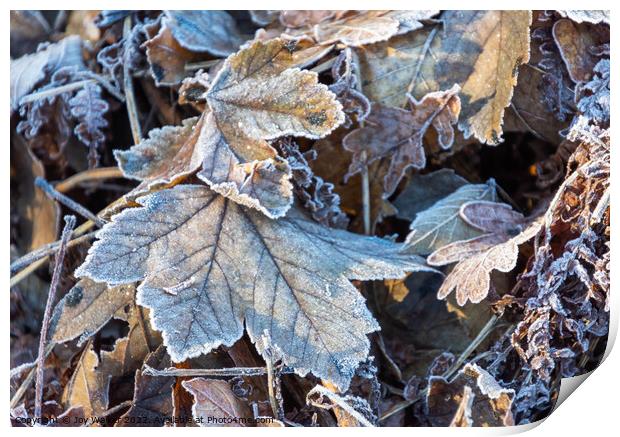 Frosty tree leaves Print by Joy Walker