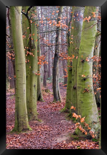Beech trees in a woodland scene Framed Print by Joy Walker