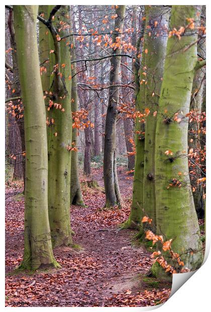 Beech trees in a woodland scene Print by Joy Walker