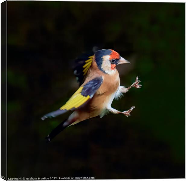 European goldfinch (Carduelis carduelis)  Canvas Print by Graham Prentice