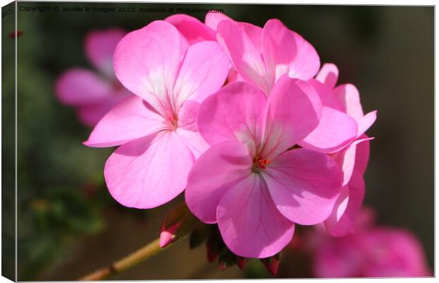 Pink geranium flower in a garden Canvas Print by aurélie le moigne