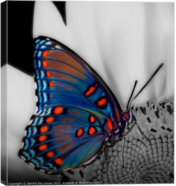 Red spotted purple butterfly Canvas Print by Derrick Fox Lomax