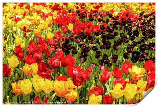 PENCIL SKETCH EFFECT of tulips Print by susanna mattioda