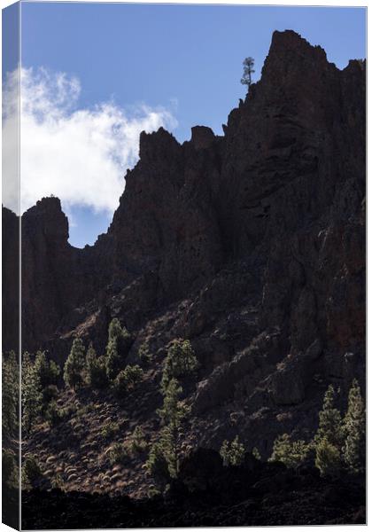 Lonesome Pine Teide National Park Tenerife Canvas Print by Phil Crean
