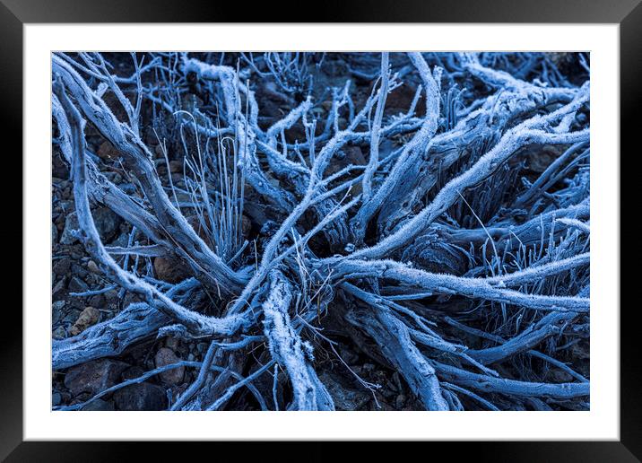 Frost and ice on dead shrub Tenerife Framed Mounted Print by Phil Crean