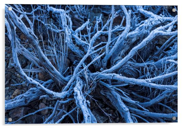 Frost and ice on dead shrub Tenerife Acrylic by Phil Crean