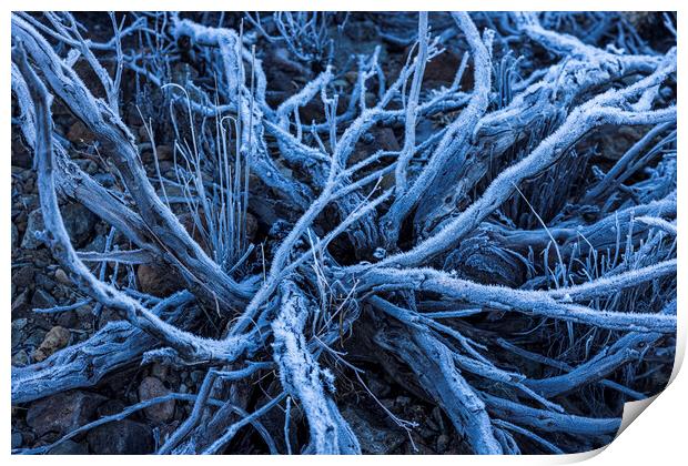 Frost and ice on dead shrub Tenerife Print by Phil Crean