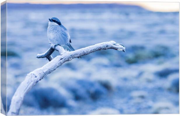 Grey shrike on frosty morning, Tenerife Canvas Print by Phil Crean