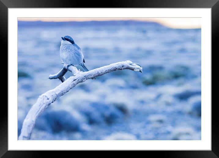 Grey shrike on frosty morning, Tenerife Framed Mounted Print by Phil Crean