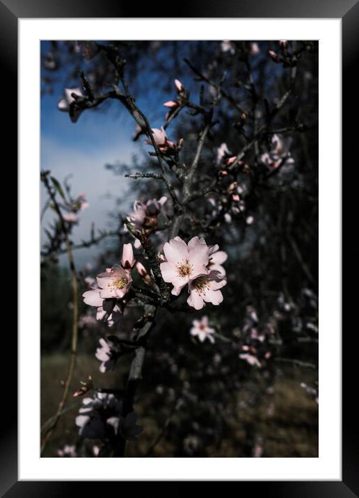 Almond flower Tenerife Framed Mounted Print by Phil Crean