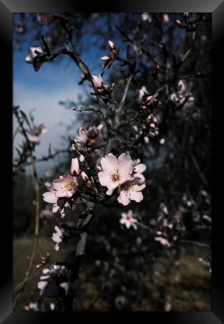 Almond flower Tenerife Framed Print by Phil Crean