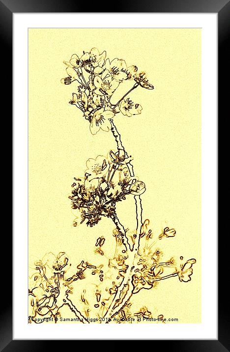 Delicate Blossom Framed Mounted Print by Samantha Higgs