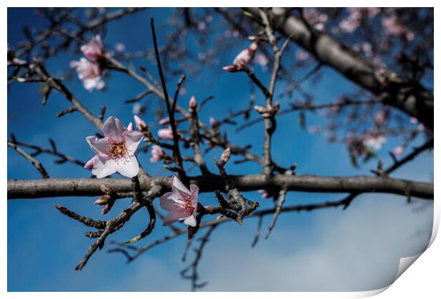 Almond flower Tenerife Print by Phil Crean