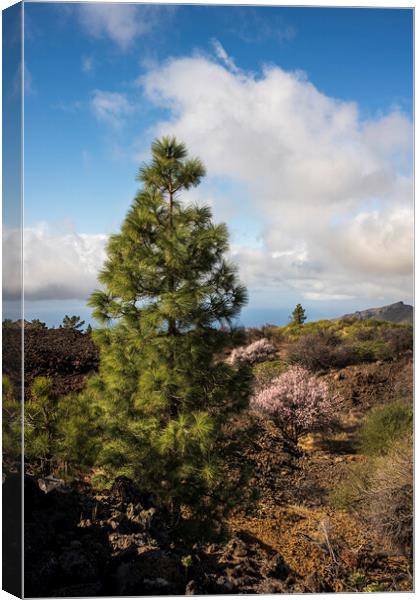 Pine and almond tree in flower Tenerife Canvas Print by Phil Crean