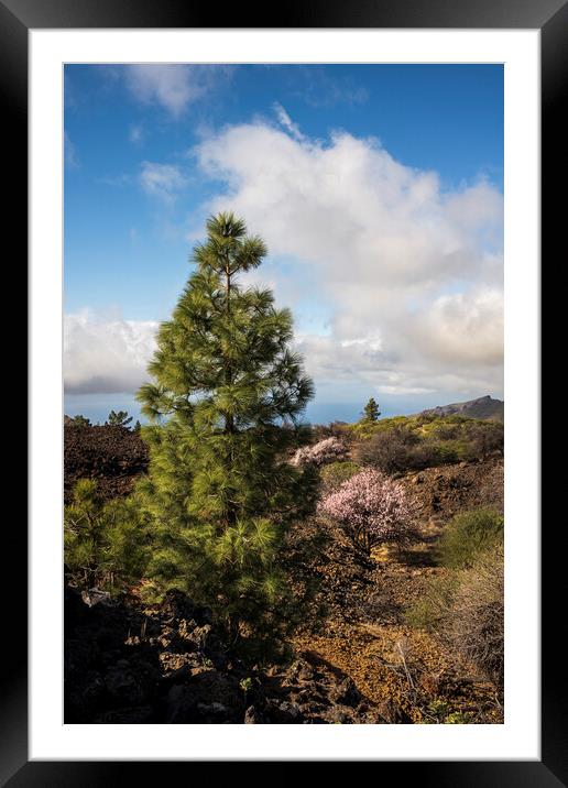 Pine and almond tree in flower Tenerife Framed Mounted Print by Phil Crean
