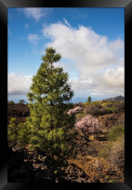 Pine and almond tree in flower Tenerife Framed Print by Phil Crean