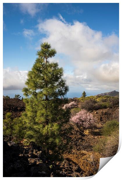 Pine and almond tree in flower Tenerife Print by Phil Crean