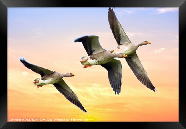 Geese flying in the sunset. Framed Print by ANN RENFREW
