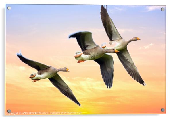 Geese flying in the sunset. Acrylic by ANN RENFREW