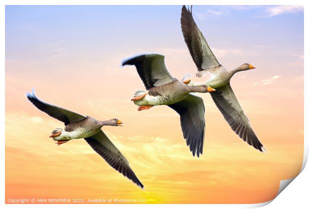 Geese flying in the sunset. Print by ANN RENFREW