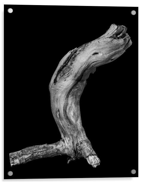 Vine branch cutting Acrylic by Phil Crean