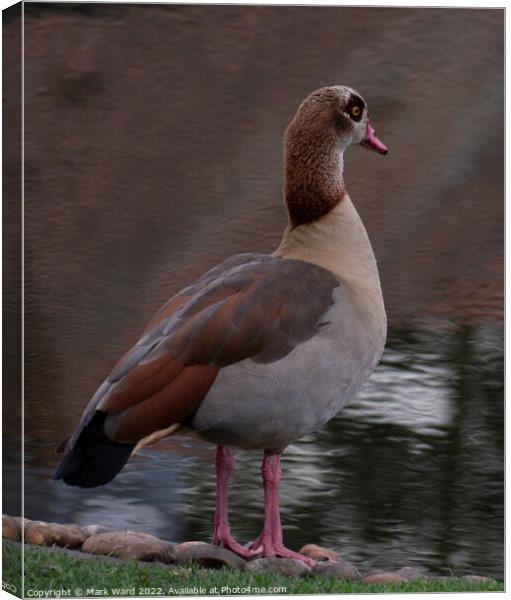 Egyptian Goose. Canvas Print by Mark Ward