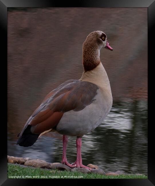 Egyptian Goose. Framed Print by Mark Ward