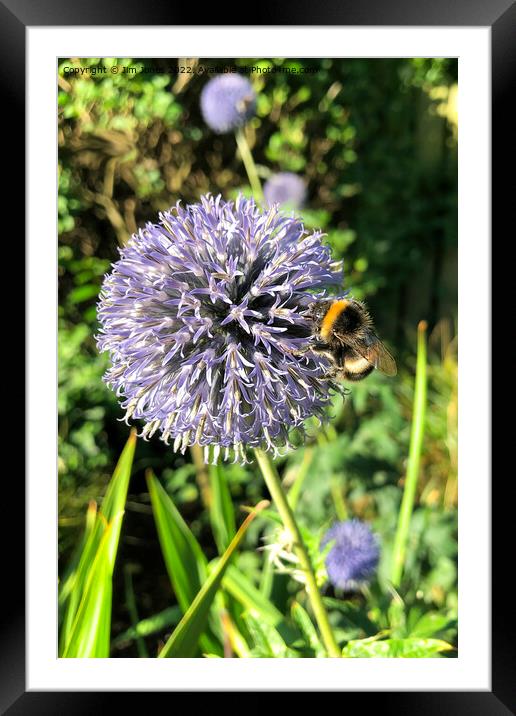 Pollen gathering from a Globe Thistle - reworked Framed Mounted Print by Jim Jones