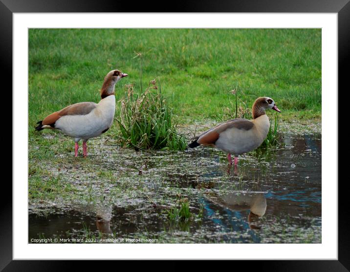 Egyptian Geese on the water. Framed Mounted Print by Mark Ward