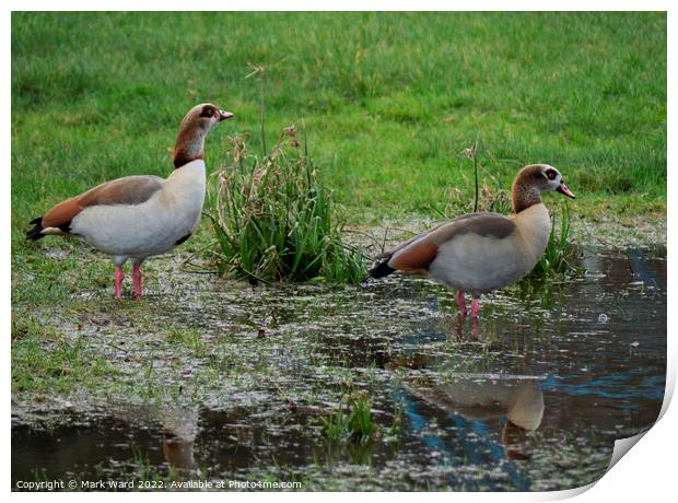 Egyptian Geese on the water. Print by Mark Ward