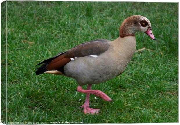 Egyptian Goose on the move. Canvas Print by Mark Ward