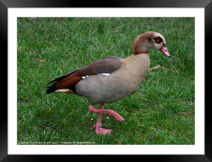 Egyptian Goose on the move. Framed Mounted Print by Mark Ward