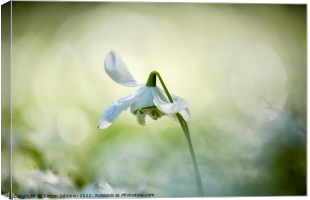 A close up of a Snowdrop flower Canvas Print by Simon Johnson