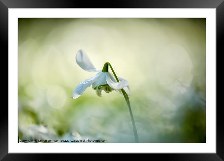 A close up of a Snowdrop flower Framed Mounted Print by Simon Johnson