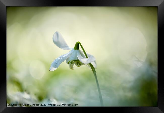 A close up of a Snowdrop flower Framed Print by Simon Johnson
