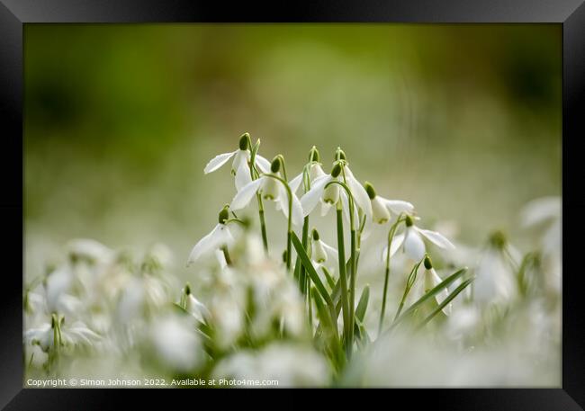 Snowdrop flowers Framed Print by Simon Johnson