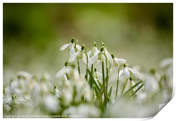Snowdrop flowers Print by Simon Johnson