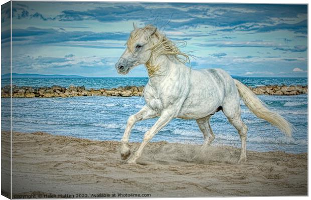 Camargue white stallion horse HDR Canvas Print by Helkoryo Photography